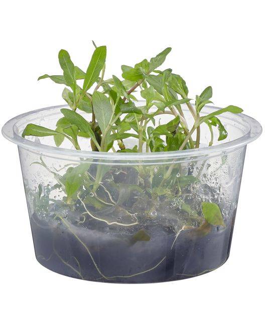 Hygrophila corymbosa